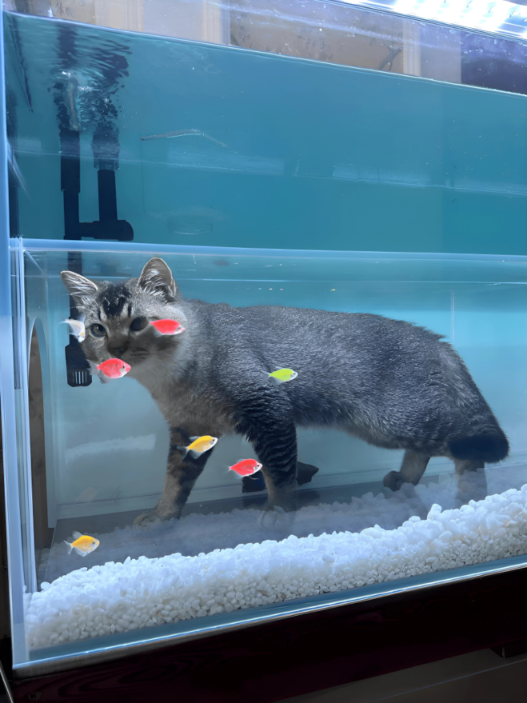 Internal Tunnel Cat Aquarium Product Image 1